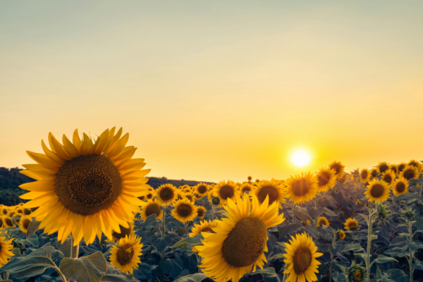 Starting Your Day With Intention